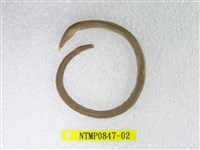 藏品(中國鬚蛇鰻)的圖片